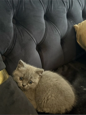 2 Bkh zu verkaufen Bild 3