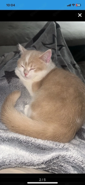 Bkh kater kitten Bild 2