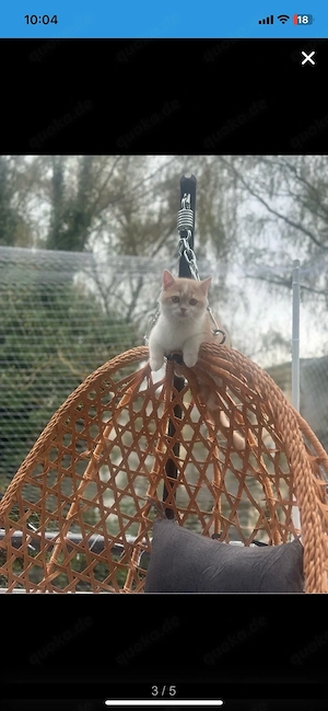 Bkh kater kitten Bild 3