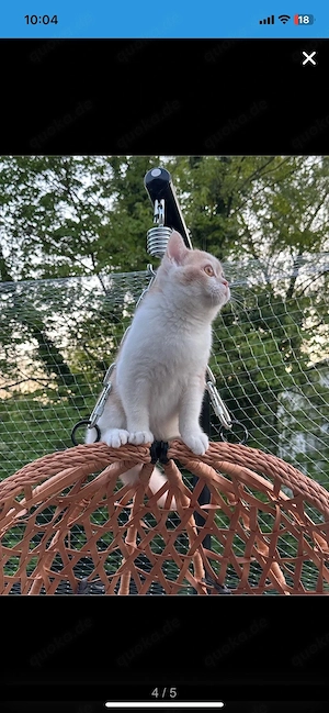 Bkh kater kitten Bild 4