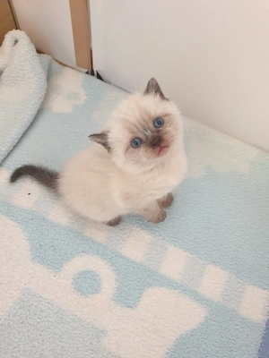 Bkh Kitten Blau Augen. 