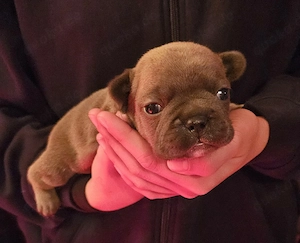 Welpe Hündin Französische Bulldogge 