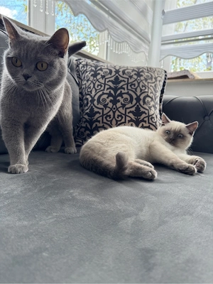 liebe voll bkh kater