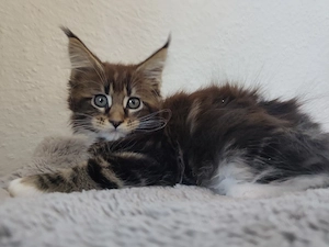 Maine Coon Kitten 