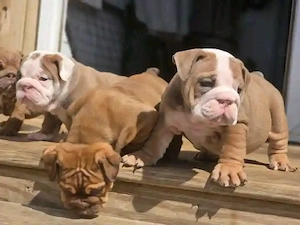 Bezaubernde Englische Bulldoggenwelpen abzugeben!