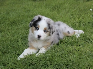 Hübsche Australian Shepherd Hündin 