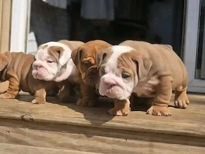 Bezaubernde Englische Bulldoggenwelpen abzugeben! 