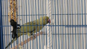 Halsbandsittich abzugeben (weiblich, gesund & fit)