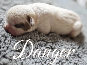 American Bullgog welpen des typ Standard Hybrid