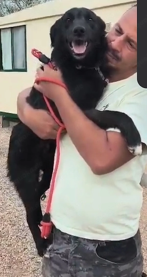 Kleine Schäferhund  Collie Hündin 9Mon10kg43cm Hundesport geeignet AGIL KINDERLIEB