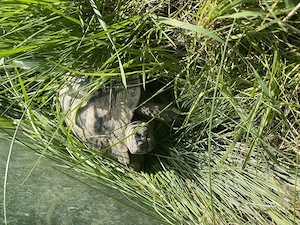 Griechische Landschildkröten NZ 2019 2020 mit CITES-Papieren aus Freilandhaltung