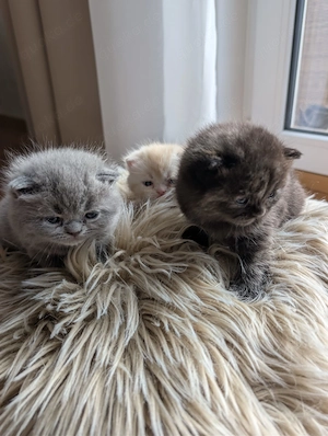 Wunderschöne BKH Perser Kitten 
