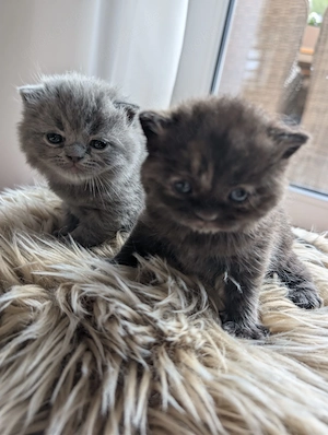 Wunderschöne BKH Perser Kitten 