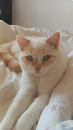 Kater braucht dringend ein zuhause