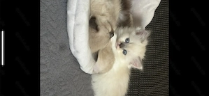 1 weibliche, gesunde Haus-katzen,