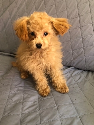 Pudel tea cap Rüde Exclusive 