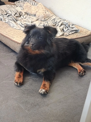 Spitz hündin abzugeben 