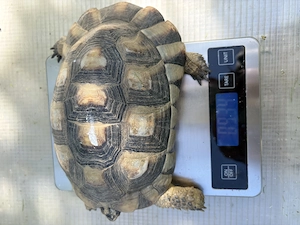 Testudo Marginata 66 Prozent Het Caramelo 