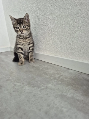 Katzenbaby männlich 