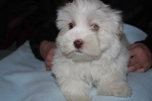 Havaneser welpen mit Ahnentafel  Bild 2