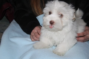 Havaneser welpen mit Ahnentafel  Bild 6