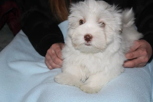 Havaneser welpen mit Ahnentafel  Bild 10