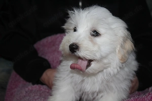 Havaneser welpen mit Ahnentafel  Bild 9