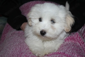 Havaneser welpen mit Ahnentafel  Bild 5