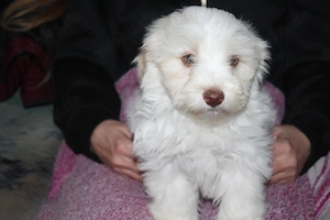 Havaneser welpen mit Ahnentafel  Bild 7