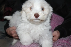 Havaneser welpen mit Ahnentafel  Bild 3