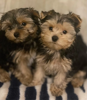 Charmante Yorkshire-Terrier-Welpen   Liebevoll Aufgezogen 