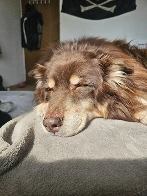 Suche einen zweit hund 