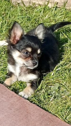 Langhaar chihuahua Hündin 