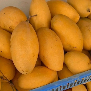 Frische indische Früchte   Mango, Amla & mehr Direkt verfügbar Bild 4