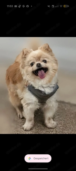 Zwergspitz Dame  sucht dich:)