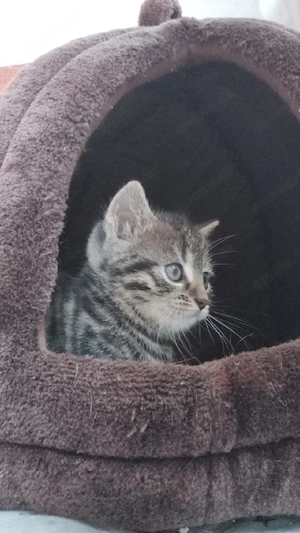 kitten zu verkaufen 