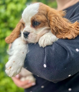 Cavalier King Charles Spaniel Rüdenwelpe sucht Zuhause