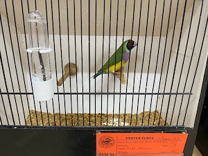 Zuchtpaar Gouldamadinen 