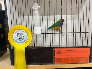 Zuchtpaar Gouldamadinen 