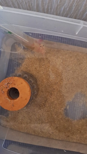 Axolotl Jungtiere zu verkaufen  Bild 2
