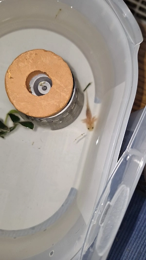 Axolotl Jungtiere zu verkaufen 