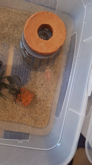 Axolotl Jungtiere zu verkaufen  Bild 3