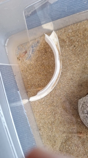 Axolotl Jungtiere zu verkaufen  Bild 4