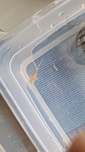 Axolotl Jungtiere zu verkaufen  Bild 5