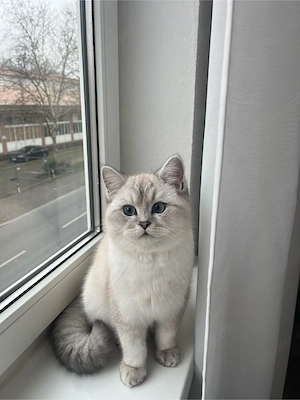 BKH Kater zu verkaufen