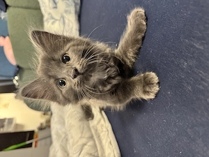 Liebevolle Katze sucht ein neues Zuhause