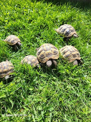 griechische Landschildkröten NZ 24 + 25