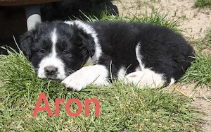 Süße Mischlingswelpen suchen ein liebevolles Zuhause