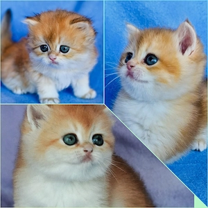 Bkh Kitten mit Stammbaum 