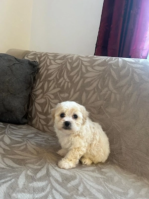 mein süßer hund suchen ein zuhause